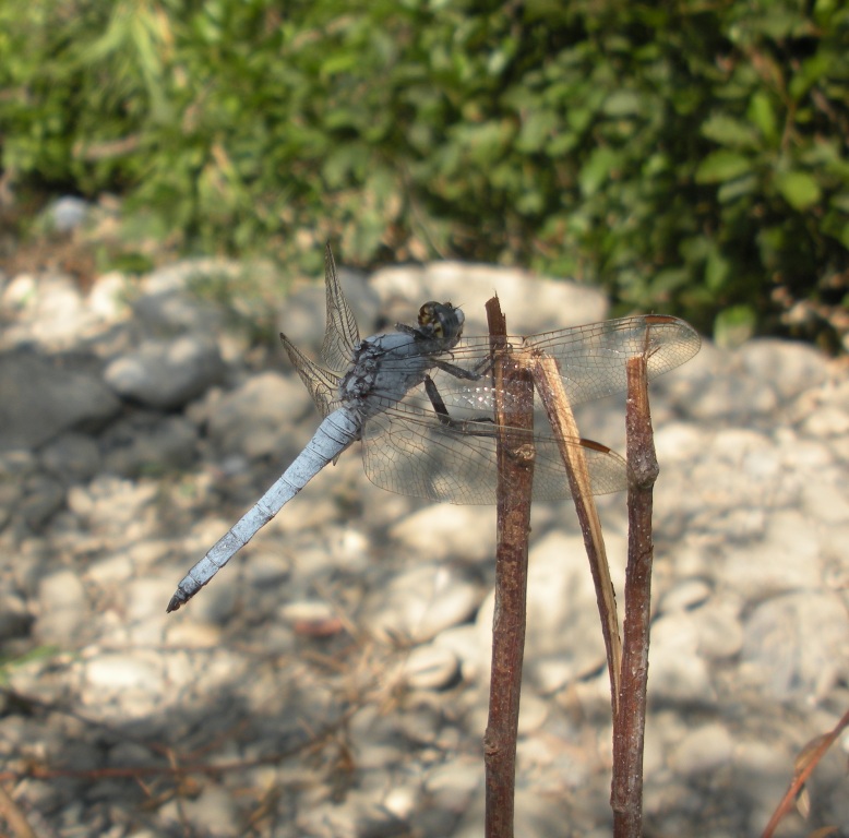 Libellula da determinare - Orthetrum brunneum (maschio)